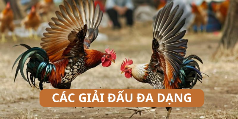 Các giải đấu hấp dẫn trên hệ thống của nhà cái Daga88