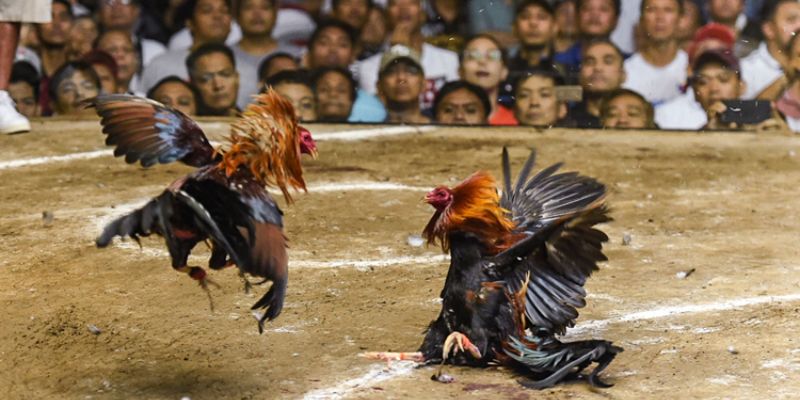 Lý do mà thành viên nên tham gia chơi chọi gà tại daga88 