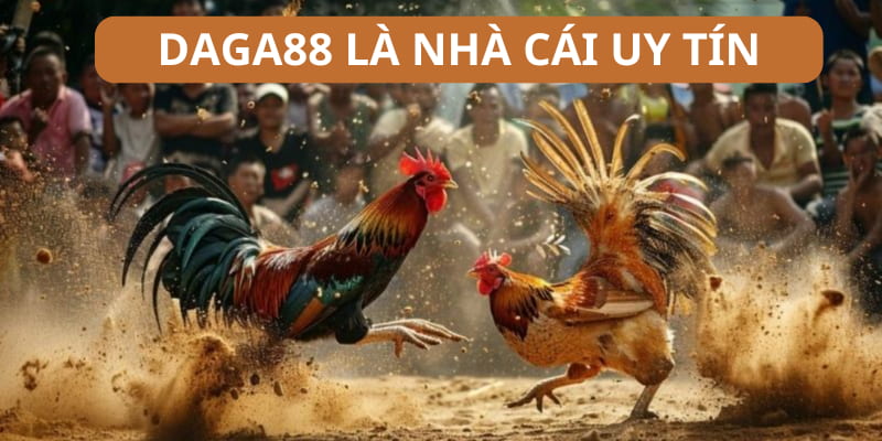 Nhà cái Daga88 là thương hiệu bắt kèo gà chọi hàng đầu hiện nay