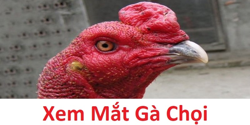 Xem Mắt Gà Chọi - Cách Nhận Biết Chiến Kê Chất Lượng